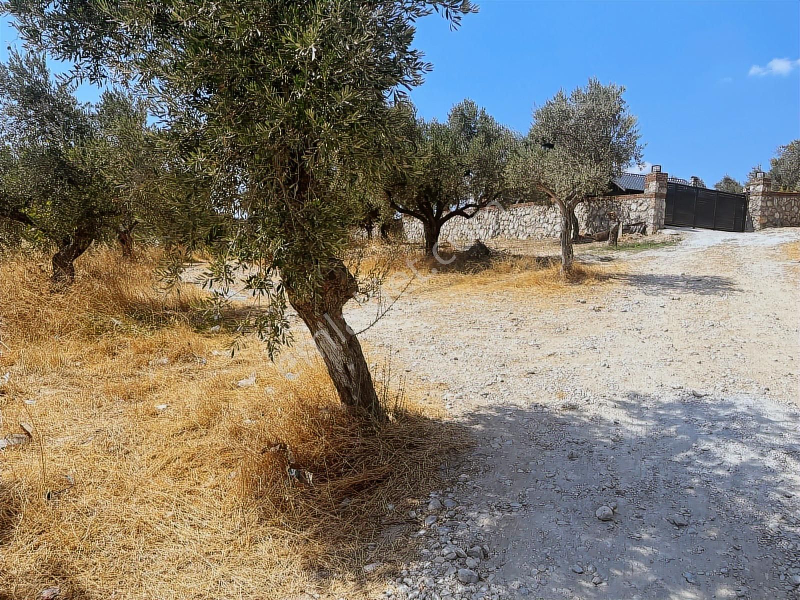 Torbalı Sahipler Mah 1546 M2 Köy İçi Tarla Ve Zeytinlik - Görsel 17