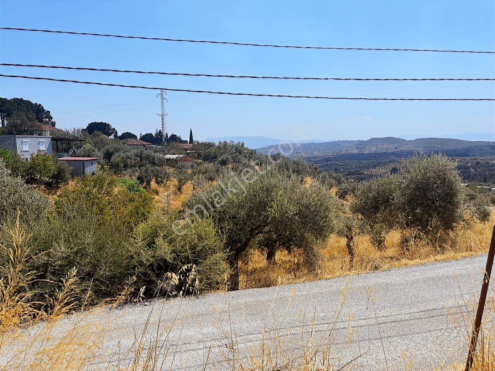 Torbalı Sahipler Mah 1546 M2 Köy İçi Tarla Ve Zeytinlik - Görsel 4