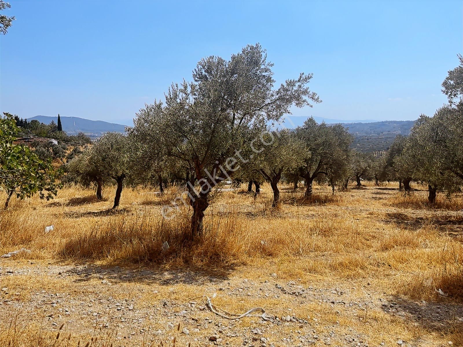Torbalı Sahipler Mah 1546 M2 Köy İçi Tarla Ve Zeytinlik - Görsel 11