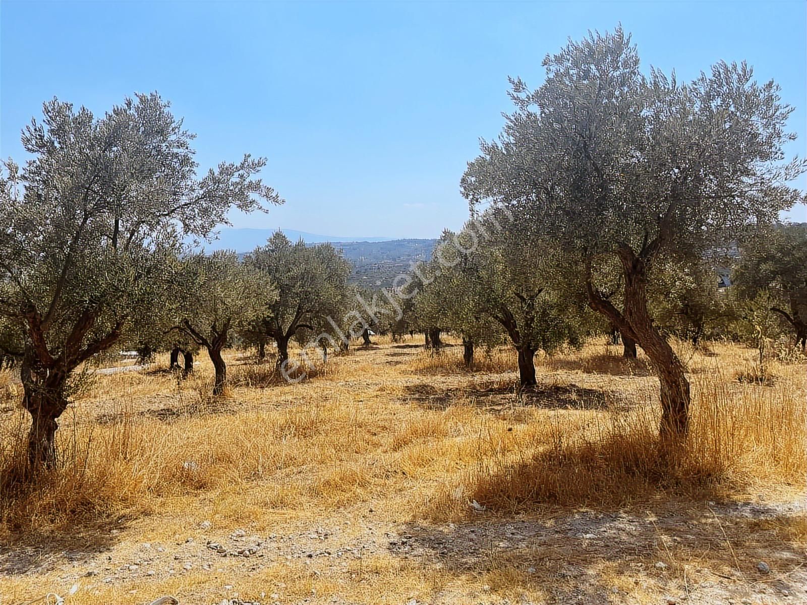 Torbalı Sahipler Mah 1546 M2 Köy İçi Tarla Ve Zeytinlik - Görsel 16
