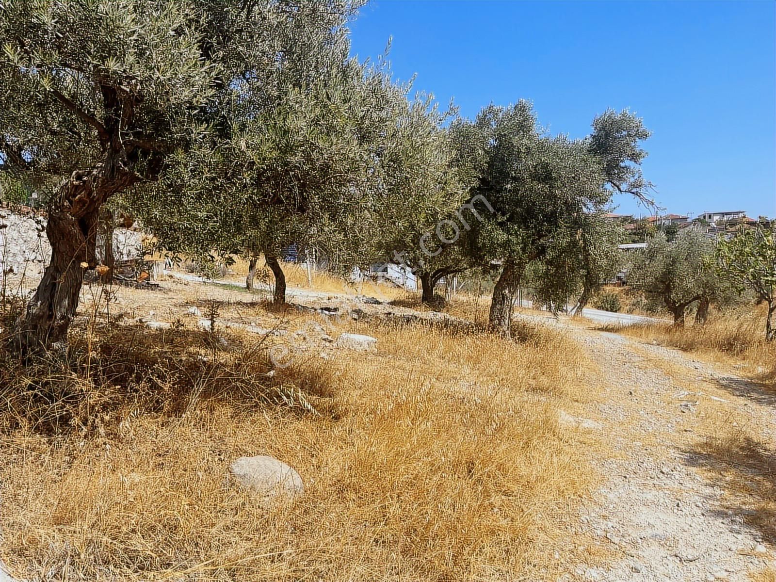 Torbalı Sahipler Mah 1546 M2 Köy İçi Tarla Ve Zeytinlik - Görsel 29