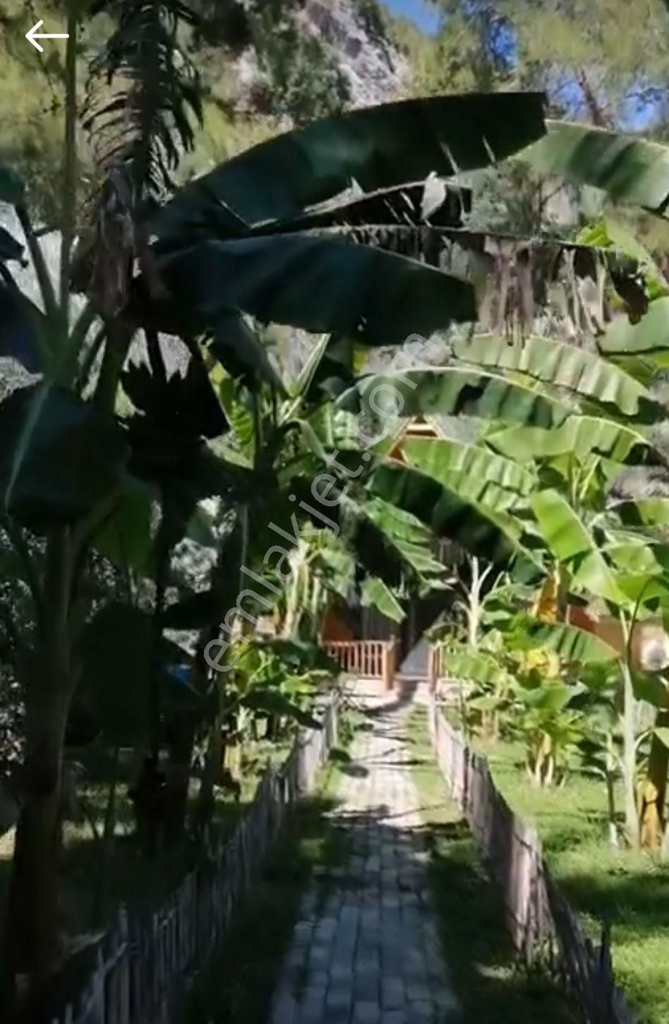 Yetkili Ofis-göcek'te 1215 M2 Botanik Bahçede Müstakil 2 Ev - Görsel 2