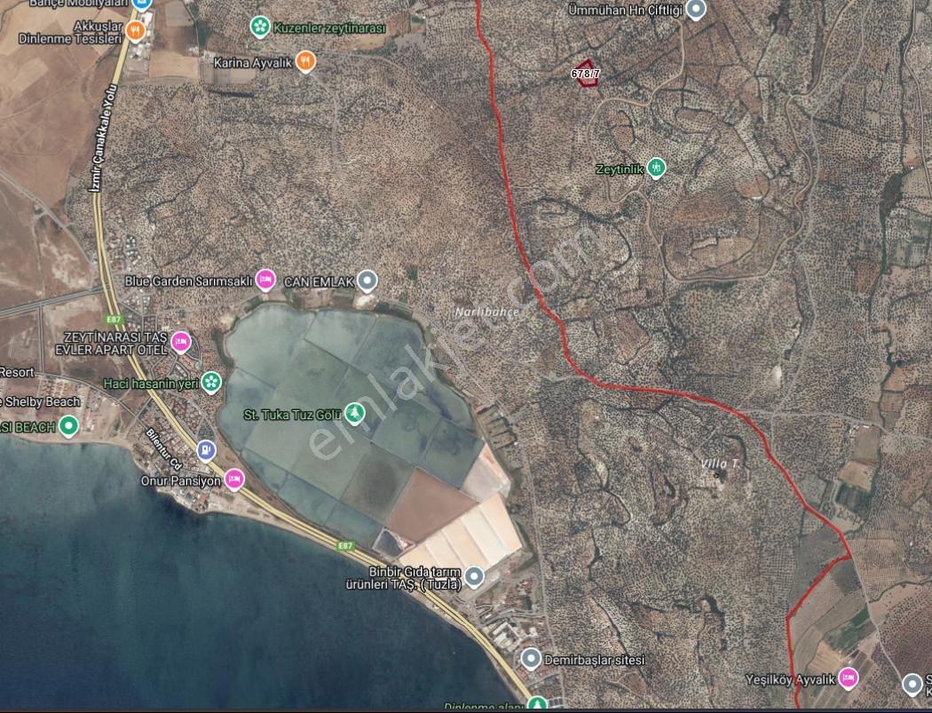 Ayvalık'ta 6 Dönüm Satılık Verimli Zeytinlik - Görsel 4