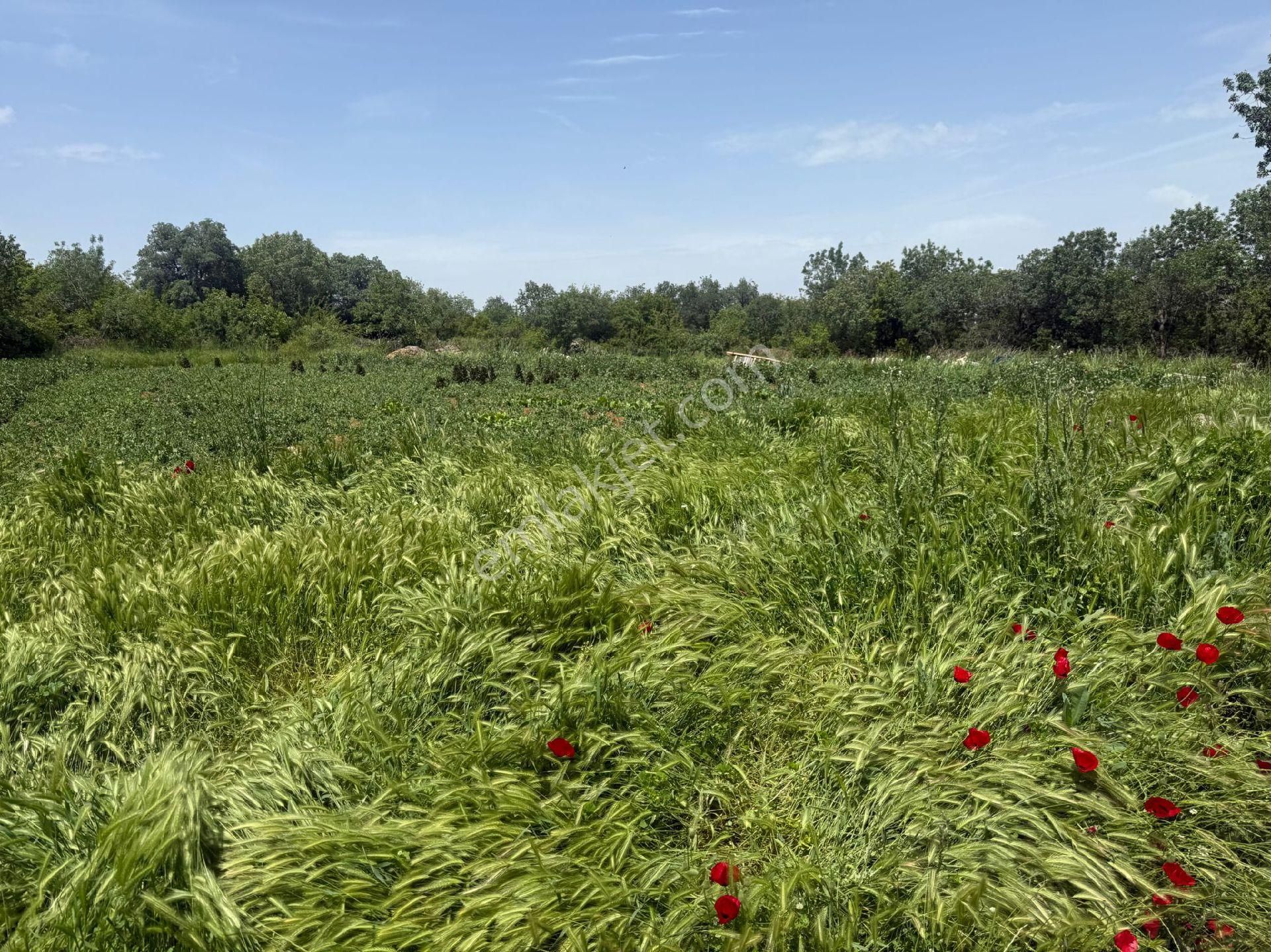 Acıpayam Merkezde Satılık Kaçırılmayacak 5.940 Mt2 Fırsat Yatırımlık Tarla