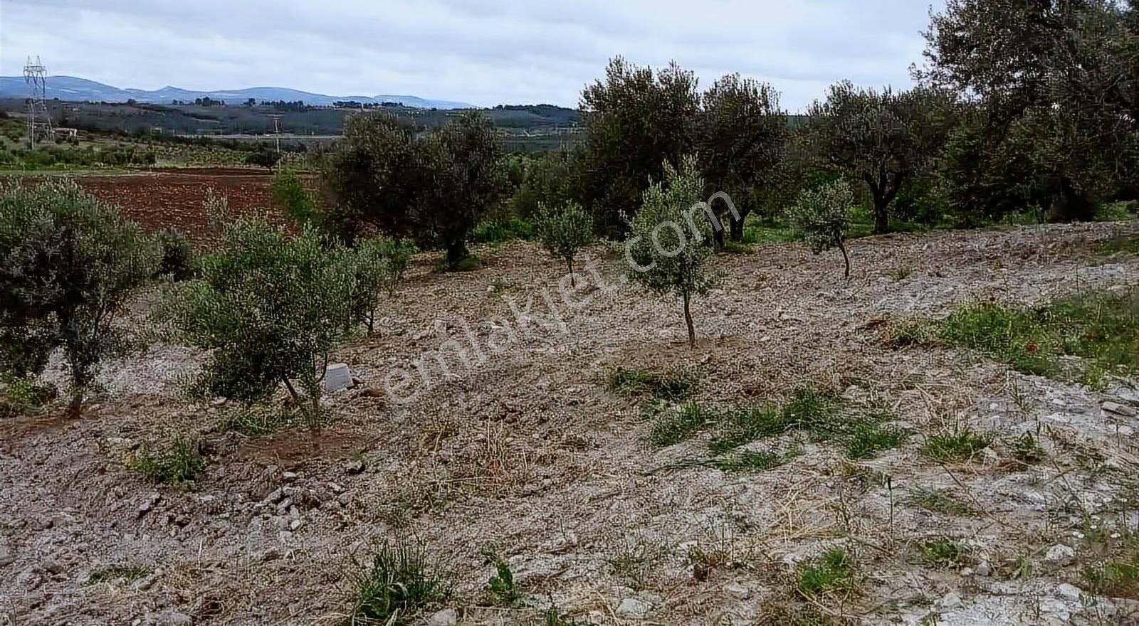 Akgün'den Beyce Mah. Satılık Zeytinlik - Görsel 22