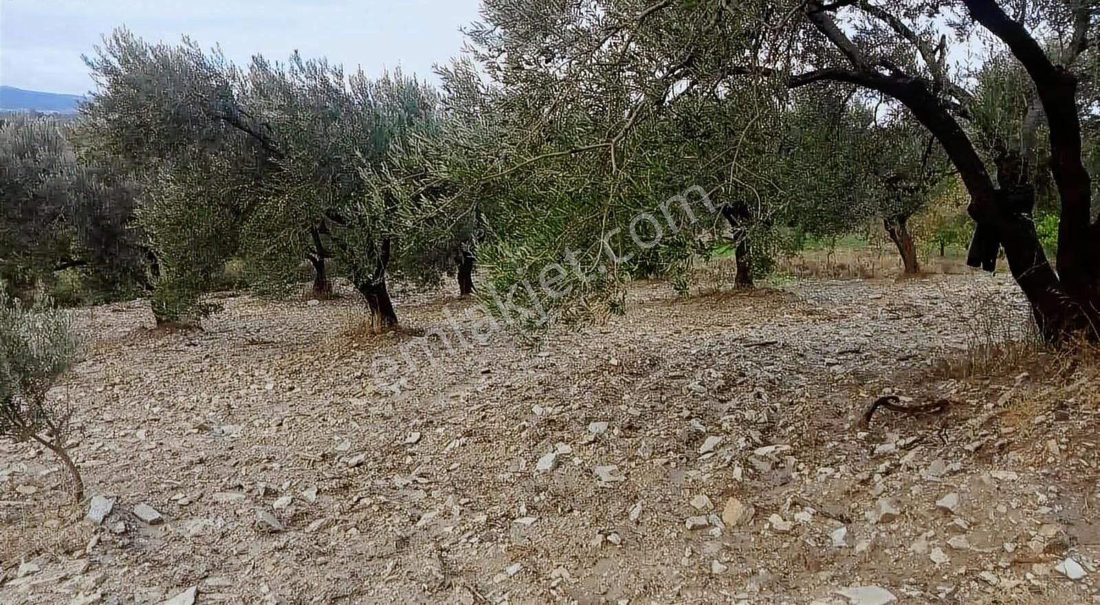 Akgün'den Beyce Mah. Satılık Zeytinlik