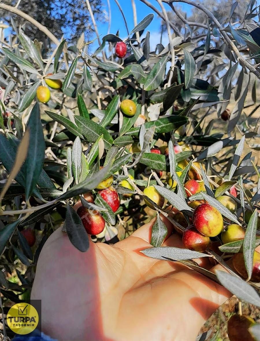 Torbalı Çapak Mah. Acil Satılık Zeytinlik Tarla (3889 M²) - Görsel 16