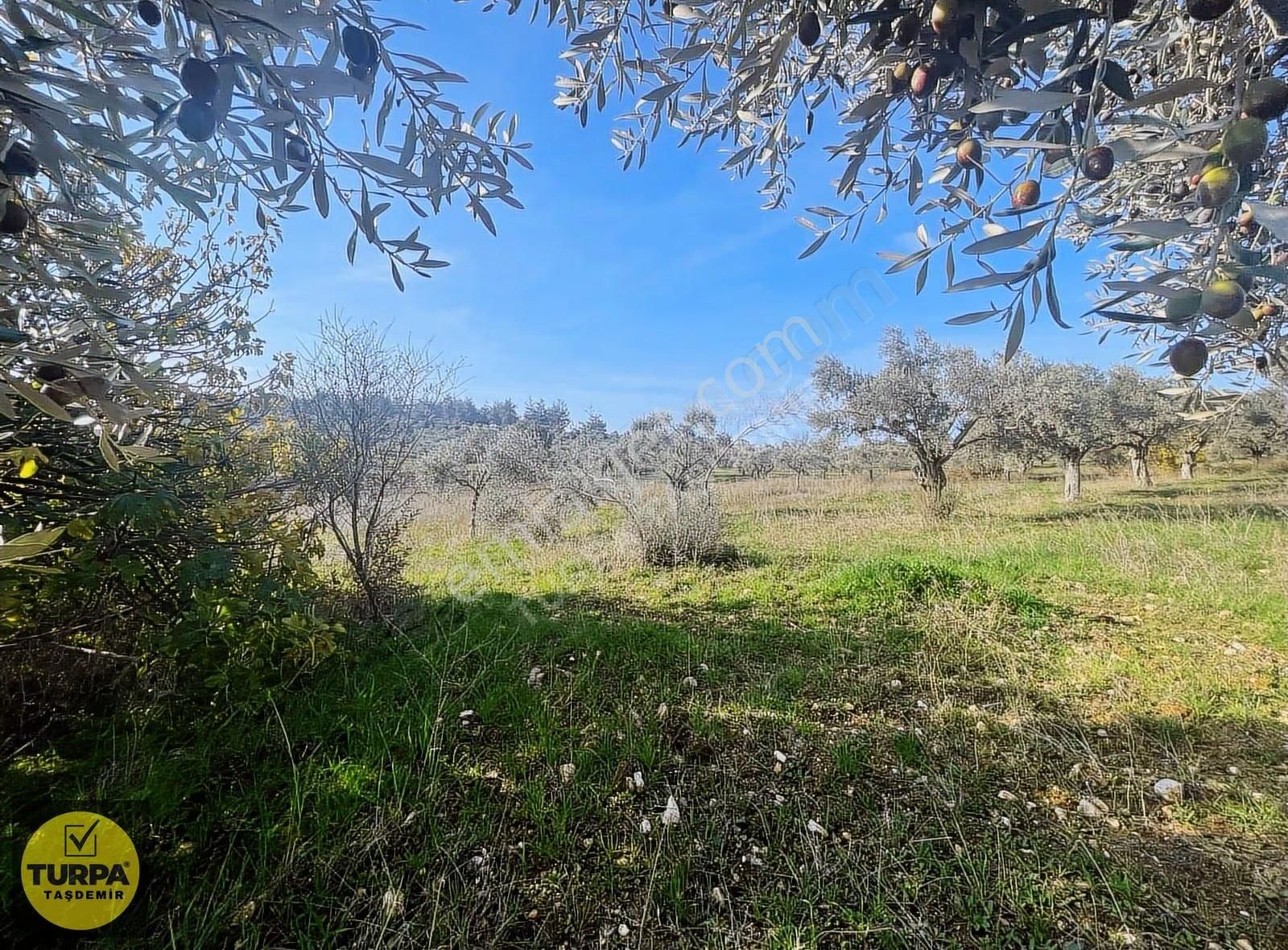 Torbalı Çapak Mah. Acil Satılık Zeytinlik Tarla (3889 M²) - Görsel 22