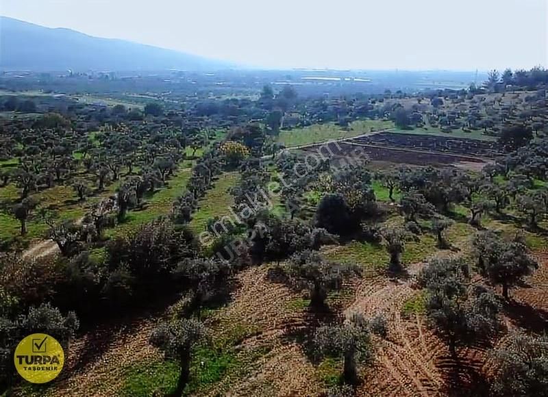 Torbalı Çapak Mah. Acil Satılık Zeytinlik Tarla (3889 M²) - Görsel 2