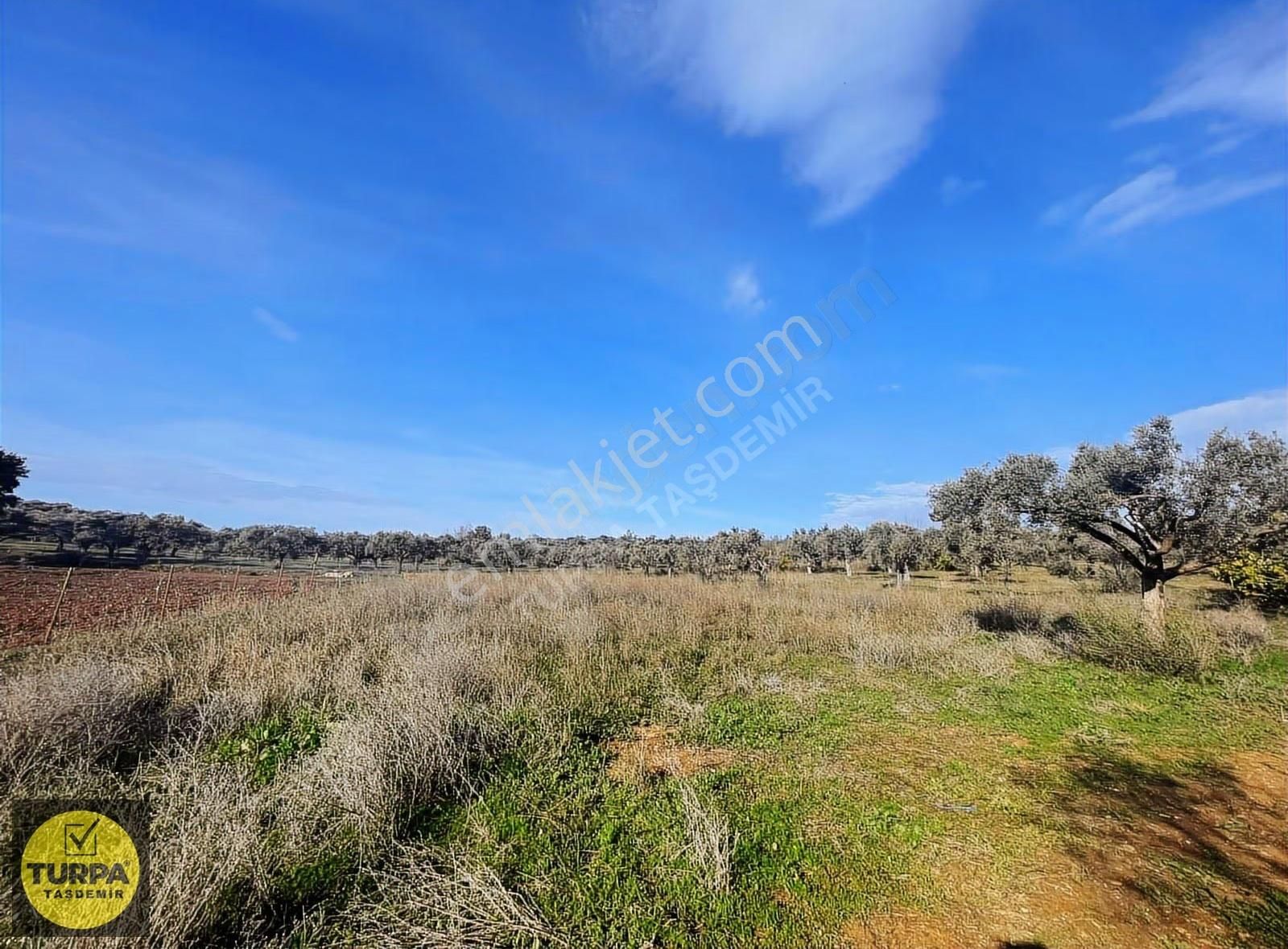 Torbalı Çapak Mah. Acil Satılık Zeytinlik Tarla (3889 M²) - Görsel 35