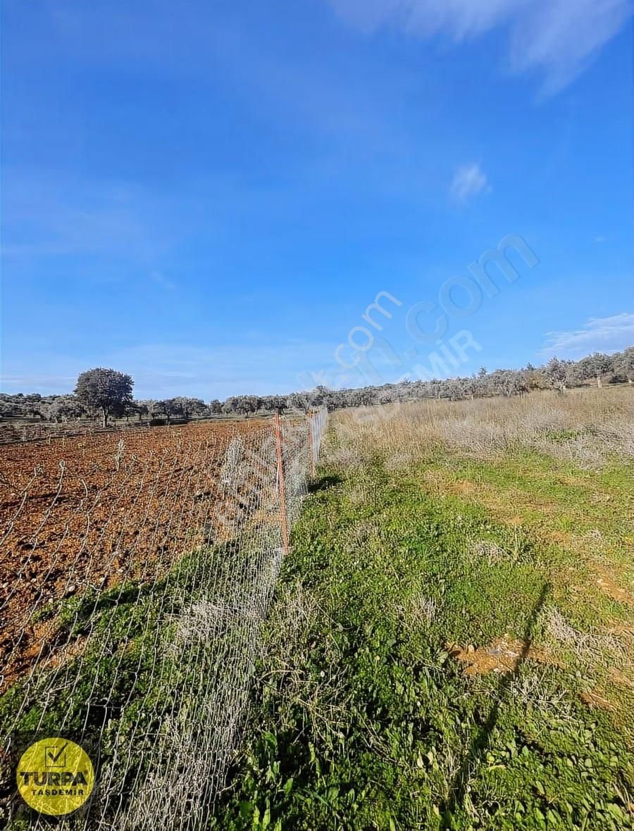 Torbalı Çapak Mah. Acil Satılık Zeytinlik Tarla (3889 M²) - Görsel 27