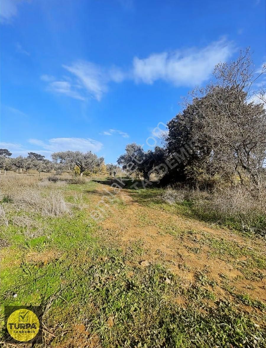 Torbalı Çapak Mah. Acil Satılık Zeytinlik Tarla (3889 M²) - Görsel 23