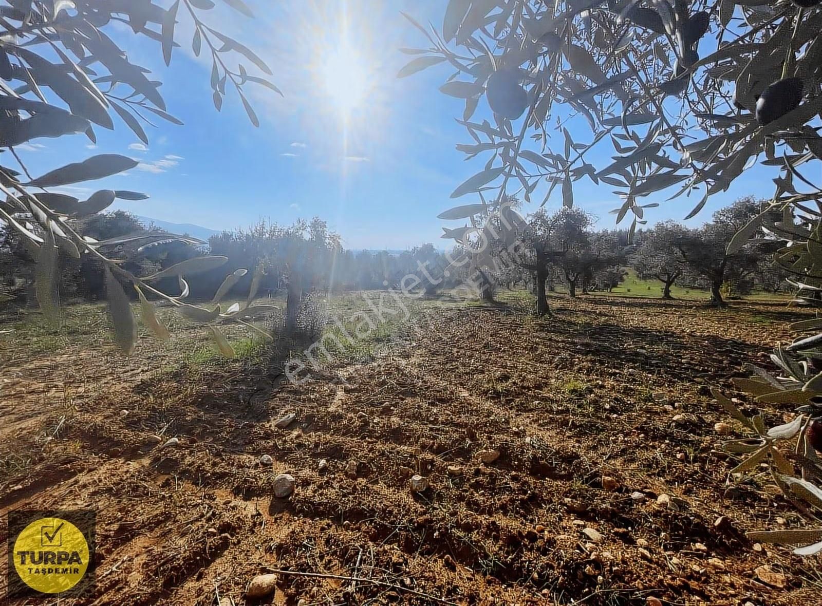 Torbalı Çapak Mah. Acil Satılık Zeytinlik Tarla (3889 M²) - Görsel 33