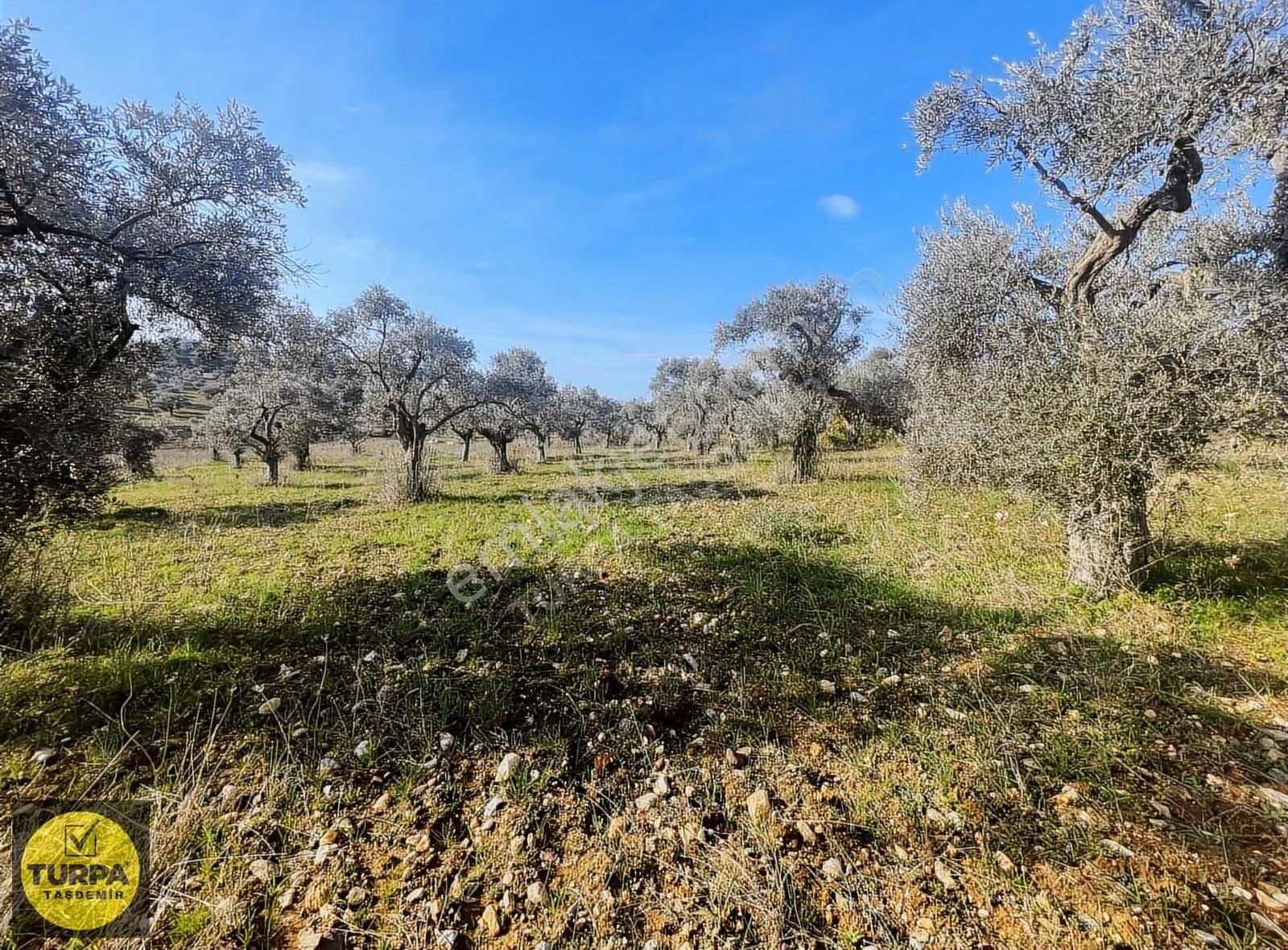 Torbalı Çapak Mah. Acil Satılık Zeytinlik Tarla (3889 M²) - Görsel 34