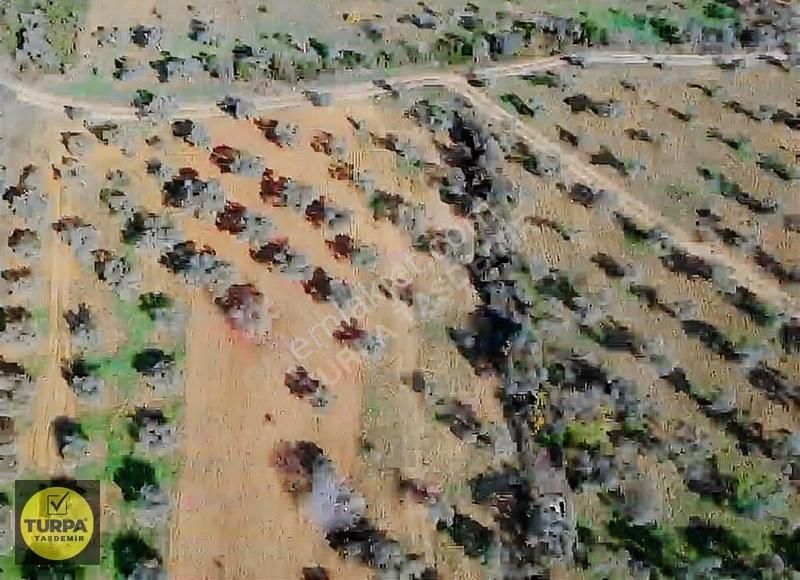 Torbalı Çapak Mah. Acil Satılık Zeytinlik Tarla (3889 M²) - Görsel 13