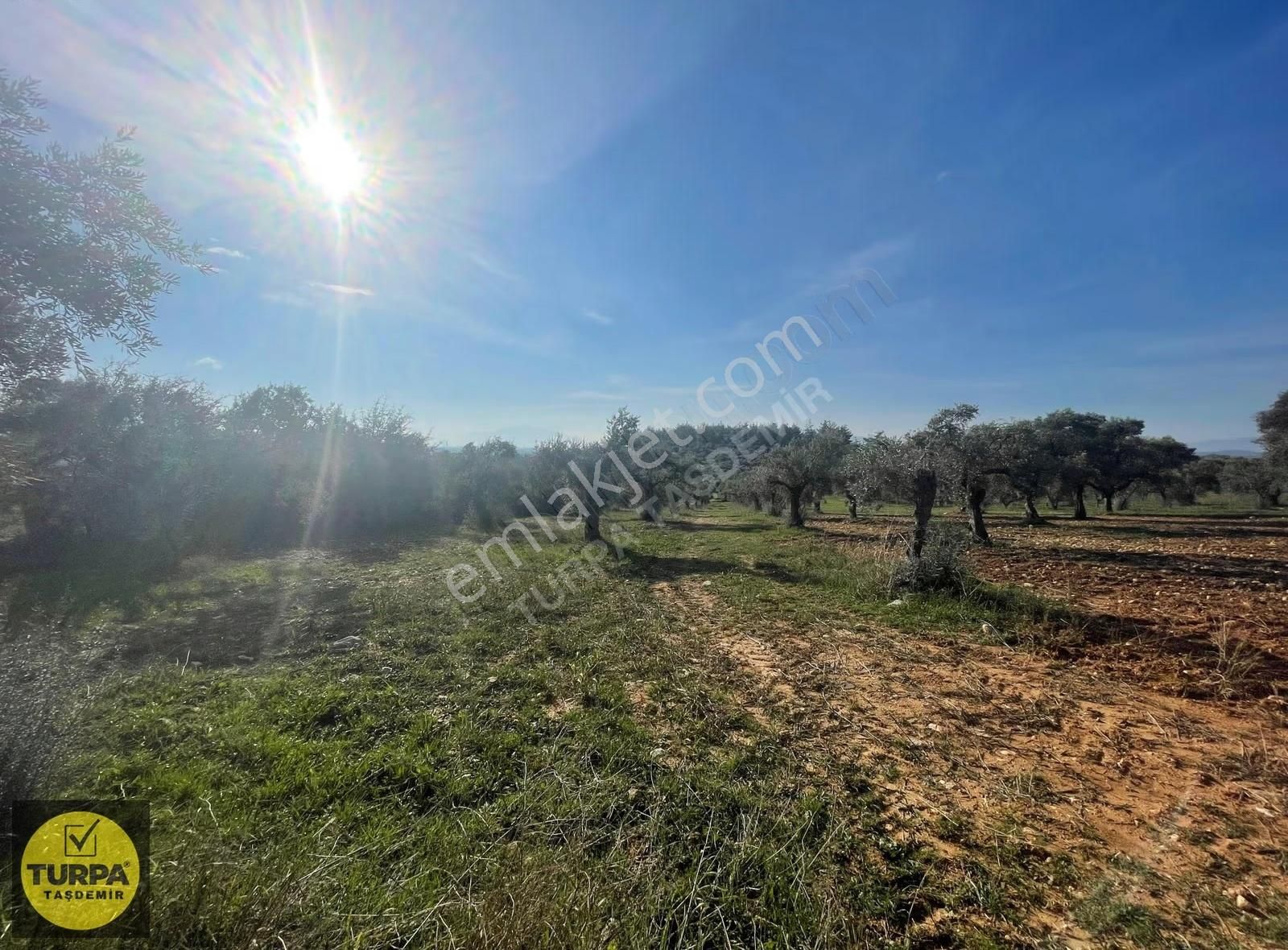 Torbalı Çapak Mah. Acil Satılık Zeytinlik Tarla (3889 M²) - Görsel 24