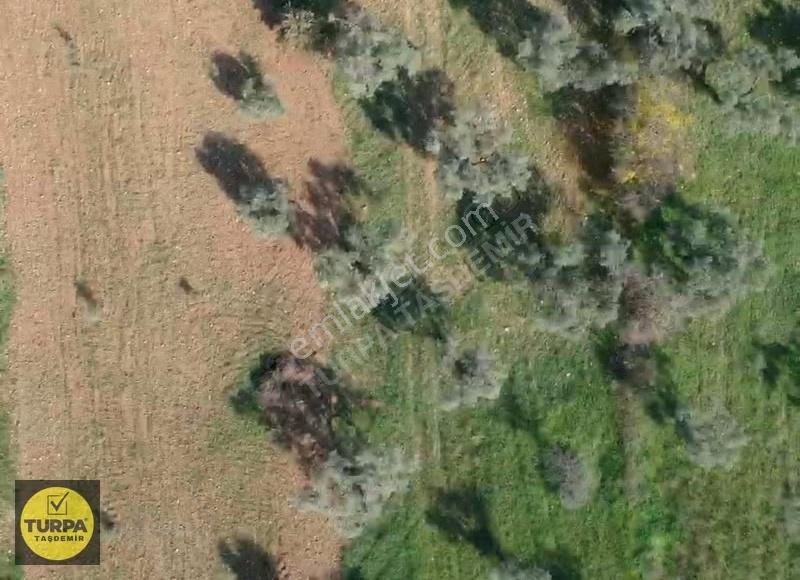 Torbalı Çapak Mah. Acil Satılık Zeytinlik Tarla (3889 M²) - Görsel 8