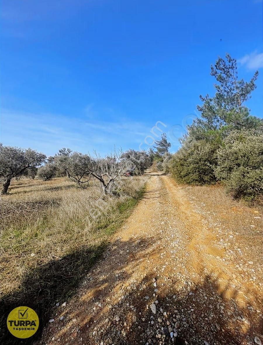 Torbalı Çapak Mah. Acil Satılık Zeytinlik Tarla (3889 M²) - Görsel 19