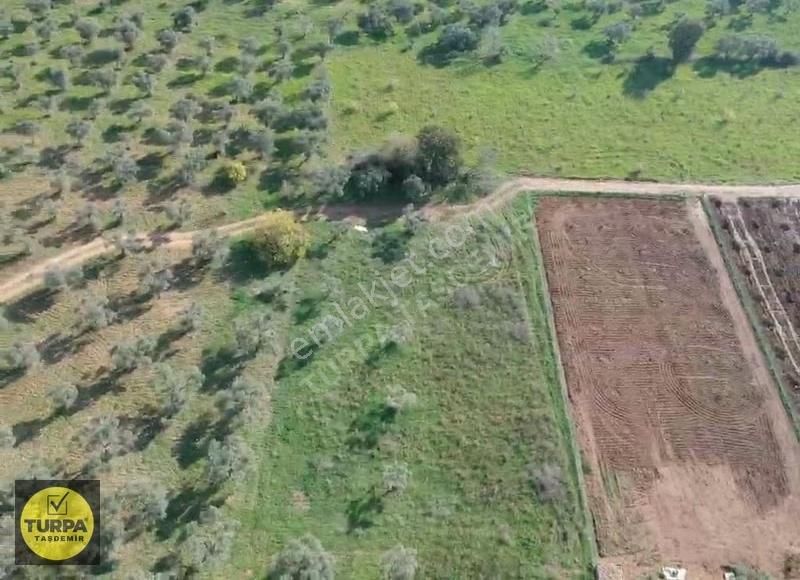 Torbalı Çapak Mah. Acil Satılık Zeytinlik Tarla (3889 M²) - Görsel 3