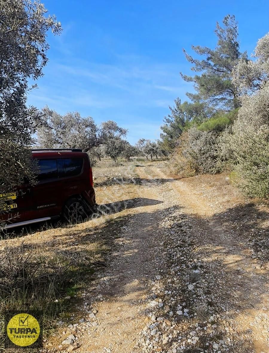 Torbalı Çapak Mah. Acil Satılık Zeytinlik Tarla (3889 M²) - Görsel 30