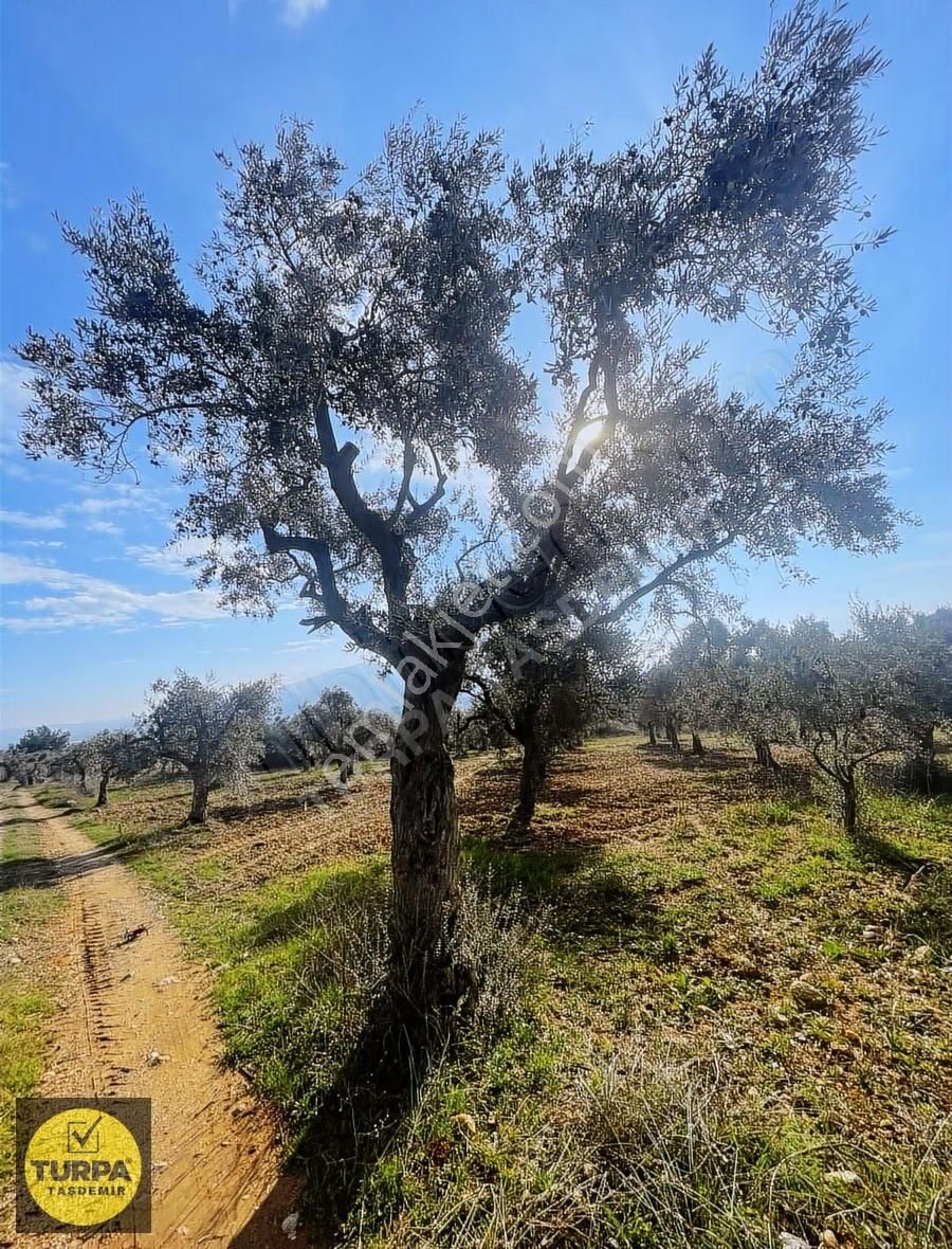 Torbalı Çapak Mah. Acil Satılık Zeytinlik Tarla (3889 M²) - Görsel 20