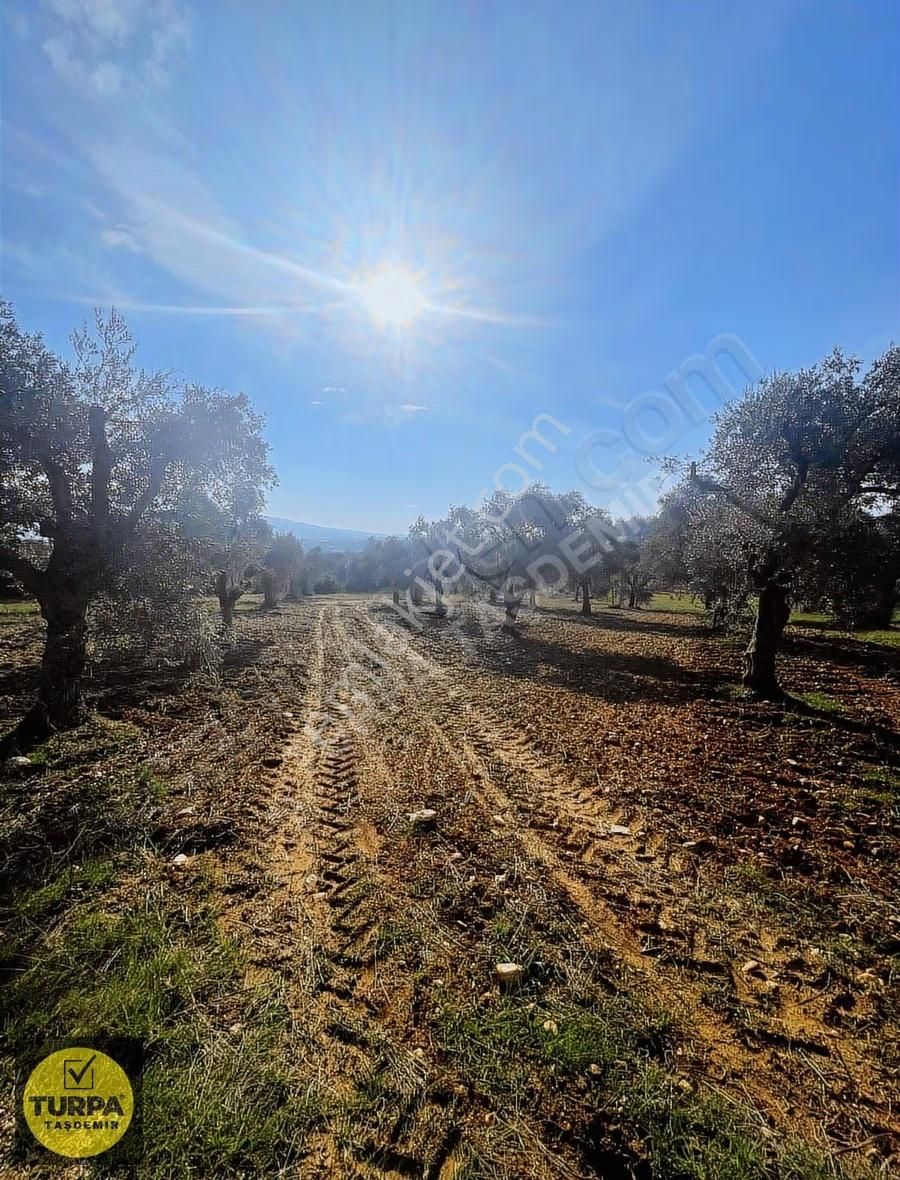 Torbalı Çapak Mah. Acil Satılık Zeytinlik Tarla (3889 M²) - Görsel 17