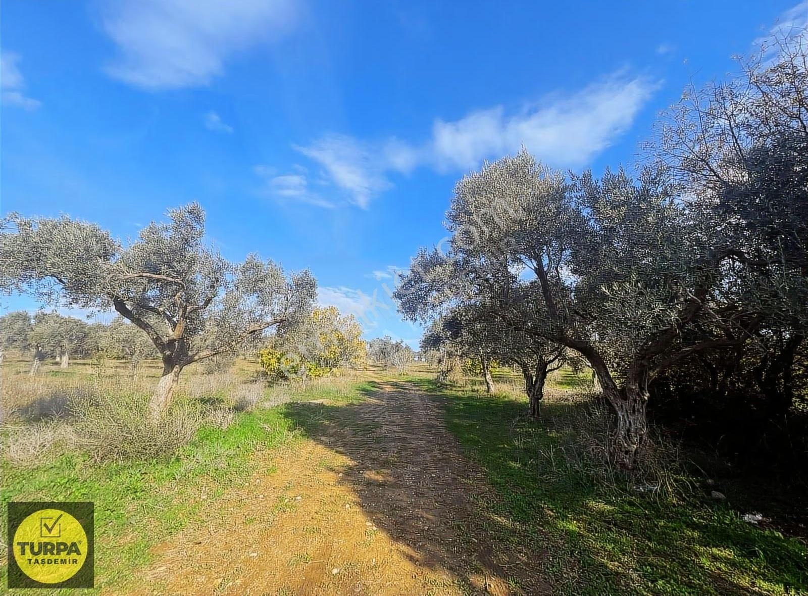 Torbalı Çapak Mah. Acil Satılık Zeytinlik Tarla (3889 M²) - Görsel 32