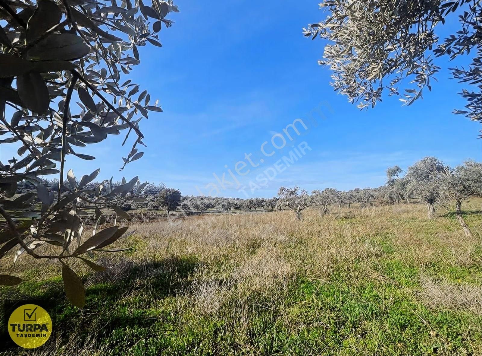 Torbalı Çapak Mah. Acil Satılık Zeytinlik Tarla (3889 M²) - Görsel 15