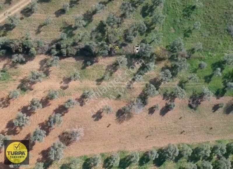Torbalı Çapak Mah. Acil Satılık Zeytinlik Tarla (3889 M²) - Görsel 12