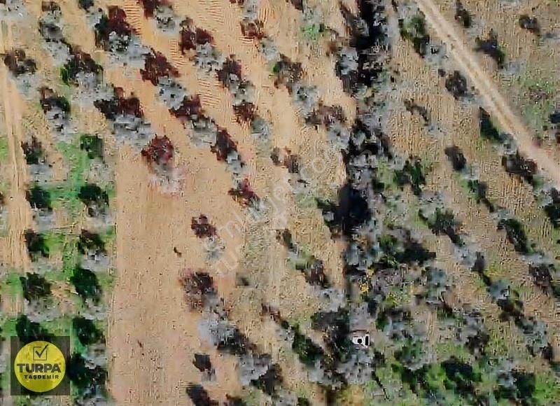 Torbalı Çapak Mah. Acil Satılık Zeytinlik Tarla (3889 M²) - Görsel 10