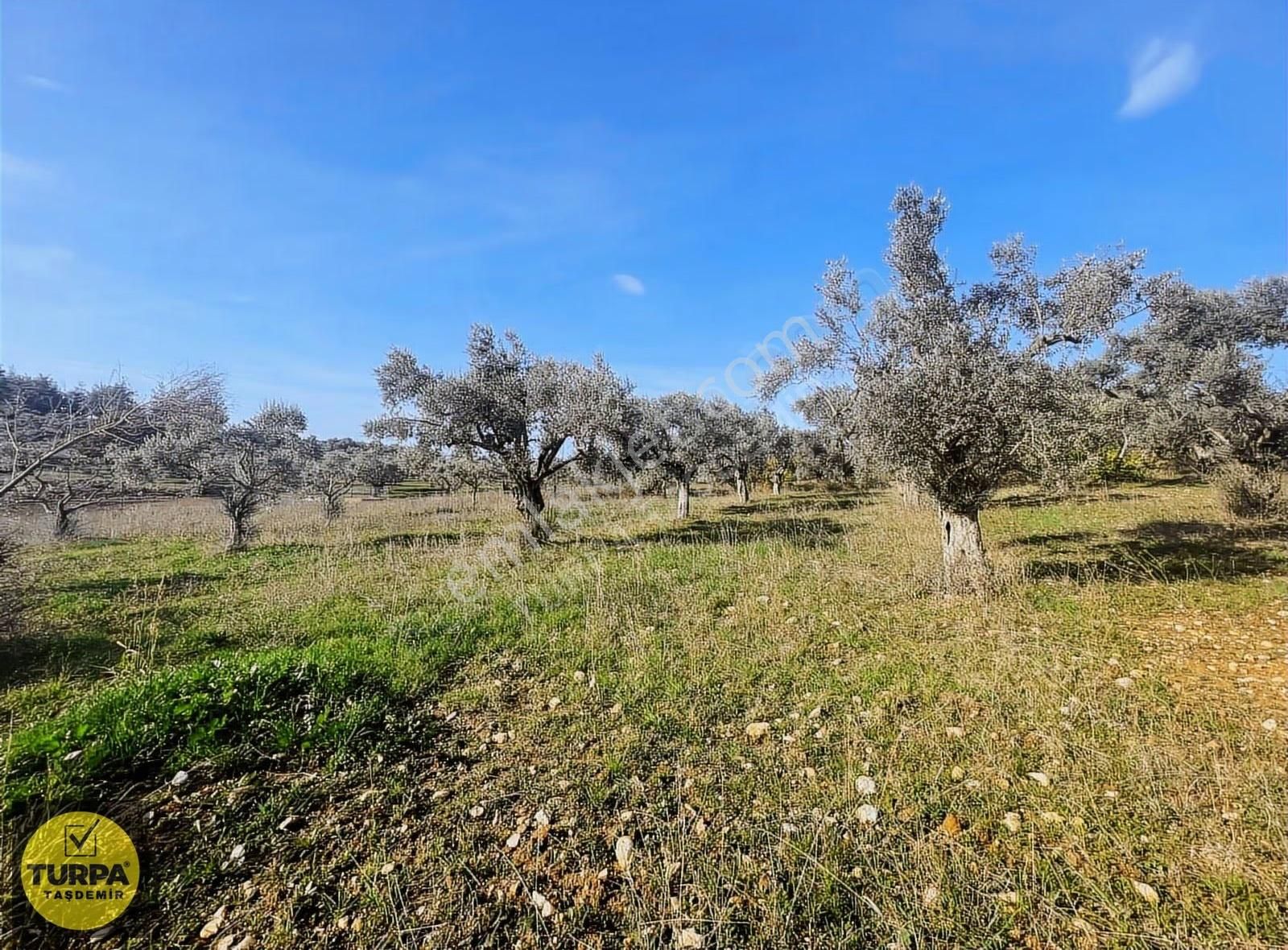 Torbalı Çapak Mah. Acil Satılık Zeytinlik Tarla (3889 M²) - Görsel 28