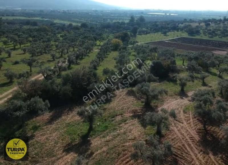 Torbalı Çapak Mah. Acil Satılık Zeytinlik Tarla (3889 M²) - Görsel 7