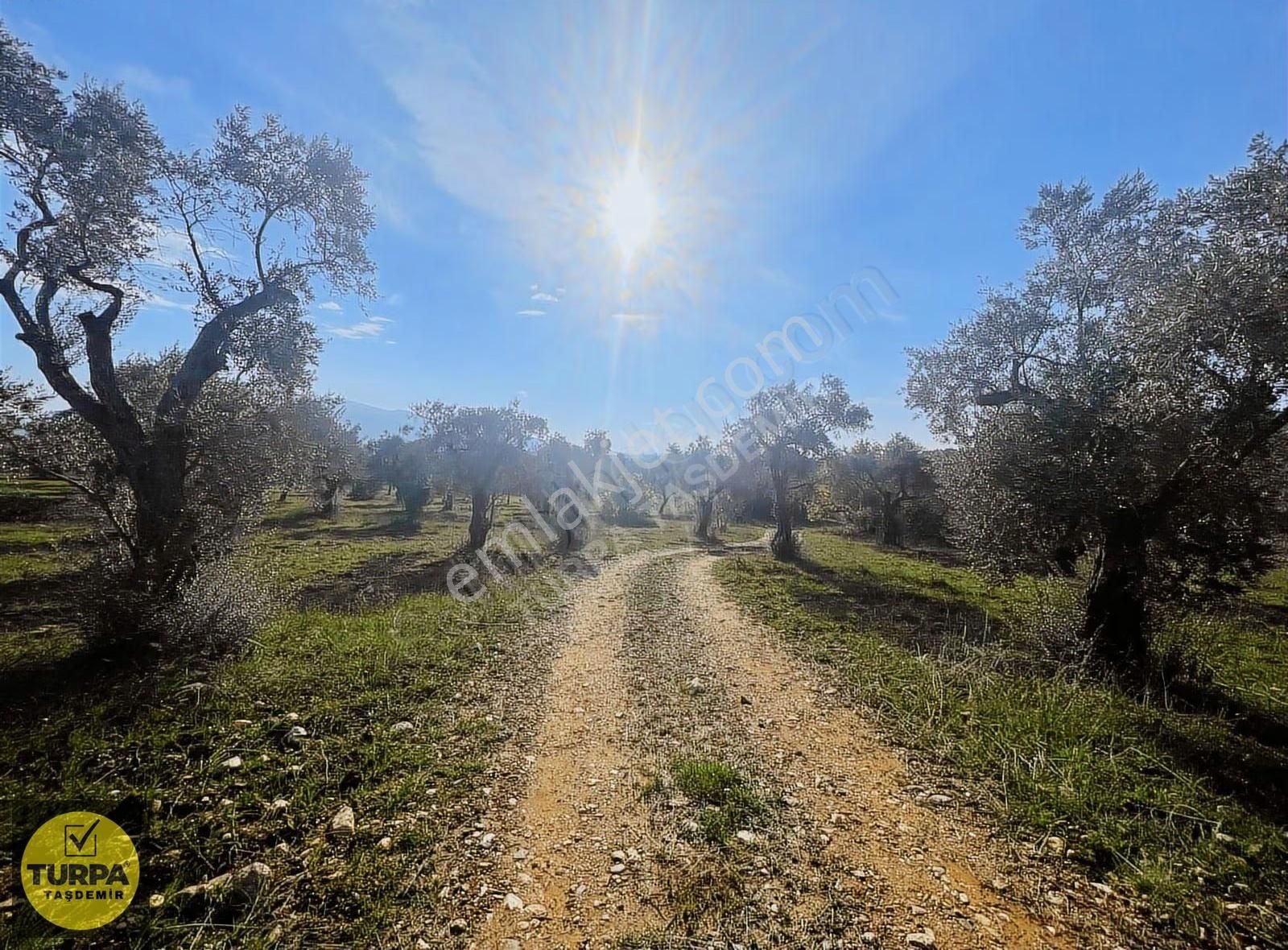 Torbalı Çapak Mah. Acil Satılık Zeytinlik Tarla (3889 M²) - Görsel 26