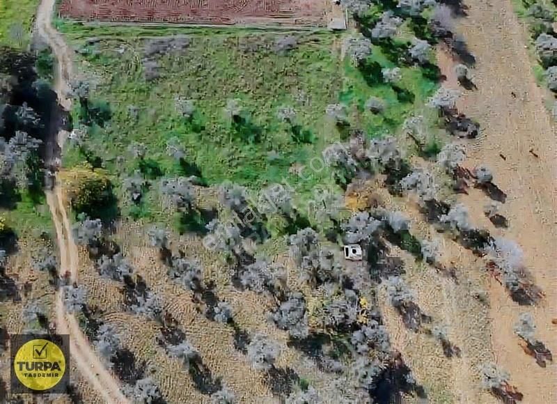 Torbalı Çapak Mah. Acil Satılık Zeytinlik Tarla (3889 M²) - Görsel 5