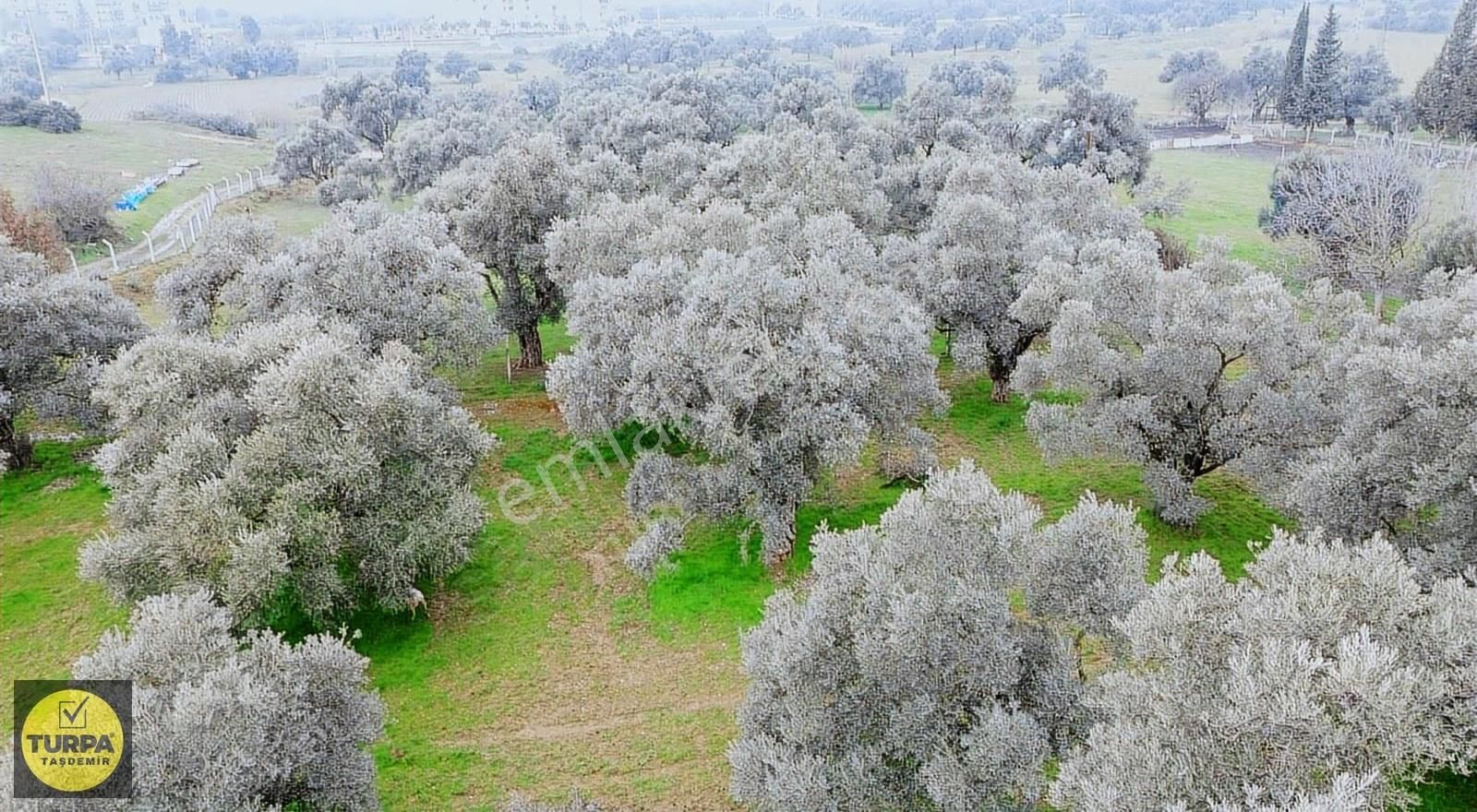 Ödemiş Gölcük (zeytinlik) Mah. 7631 M² Satılık Zeytinlik Tarla - Görsel 10