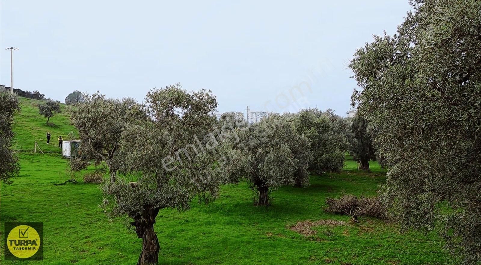 Ödemiş Gölcük (zeytinlik) Mah. 7631 M² Satılık Zeytinlik Tarla - Görsel 2