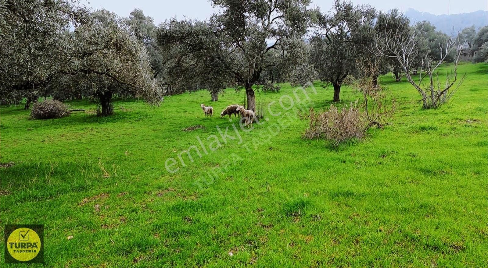 Ödemiş Gölcük (zeytinlik) Mah. 7631 M² Satılık Zeytinlik Tarla - Görsel 7