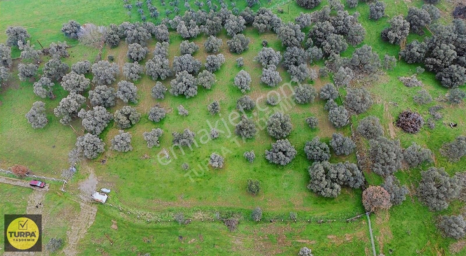 Ödemiş Gölcük (zeytinlik) Mah. 7631 M² Satılık Zeytinlik Tarla - Görsel 19