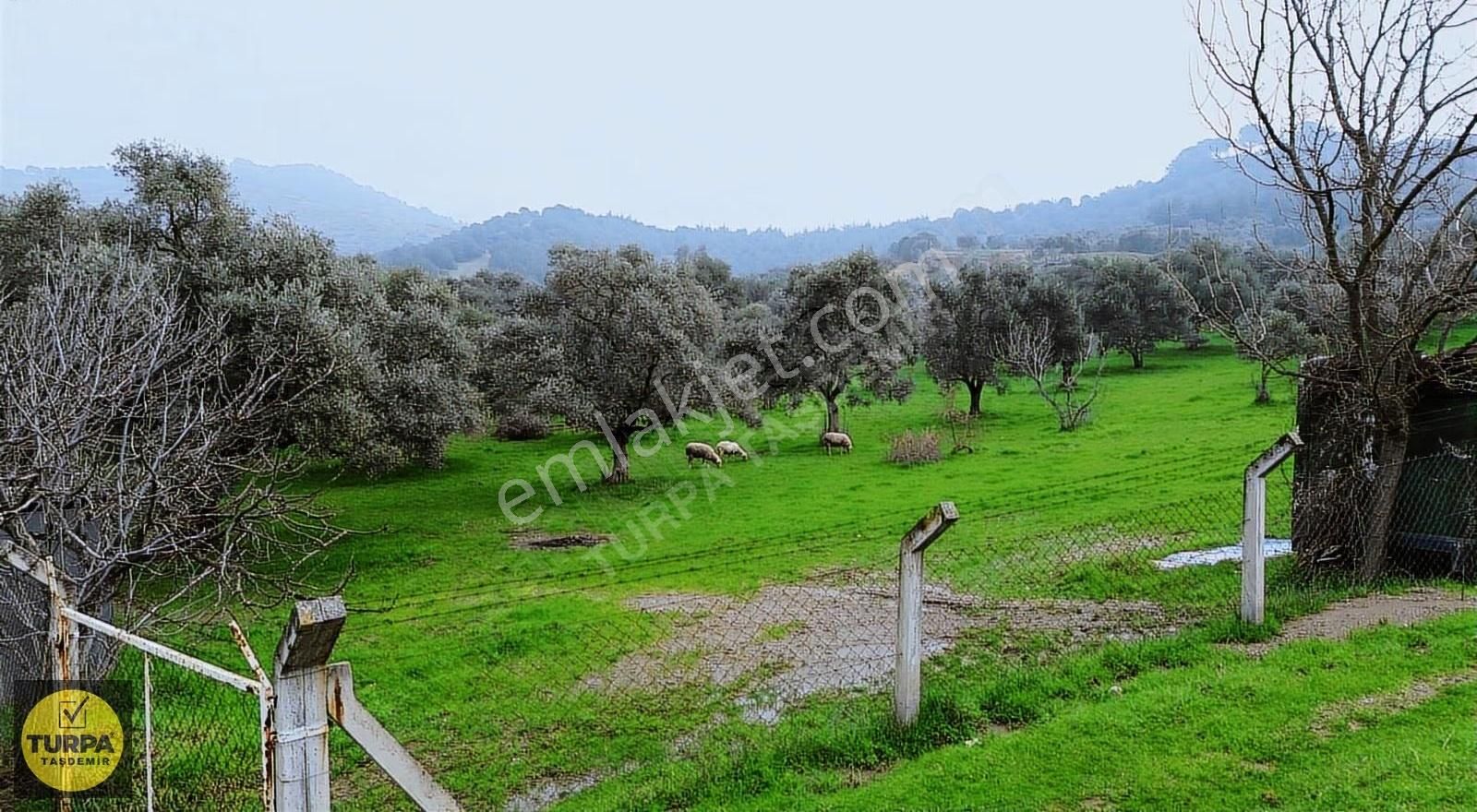 Ödemiş Gölcük (zeytinlik) Mah. 7631 M² Satılık Zeytinlik Tarla - Görsel 22