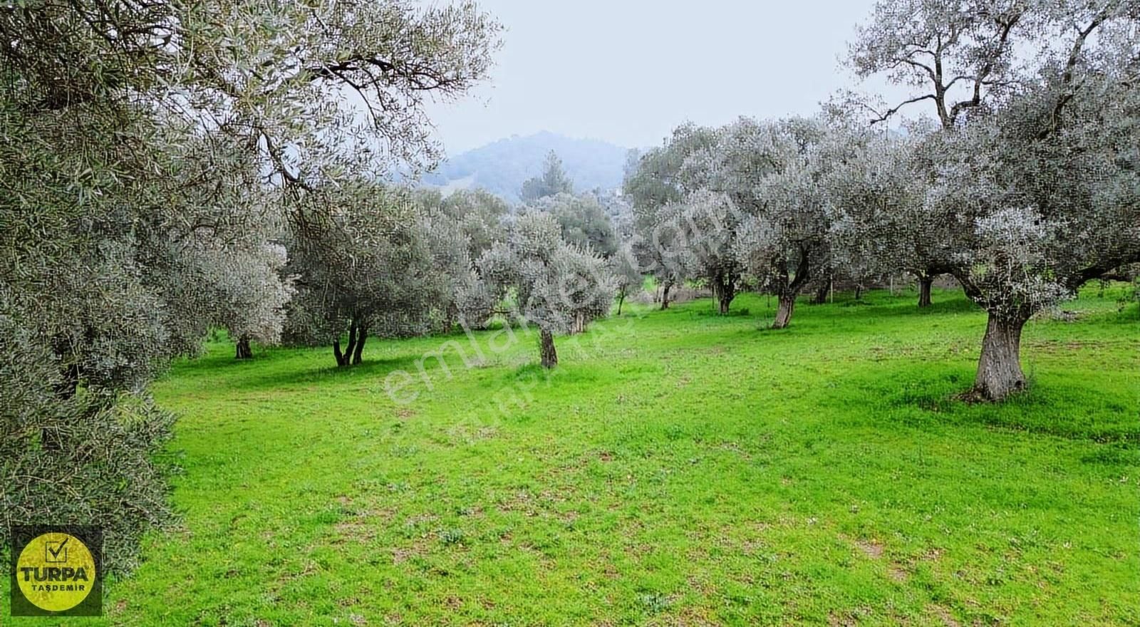 Ödemiş Gölcük (zeytinlik) Mah. 7631 M² Satılık Zeytinlik Tarla - Görsel 20
