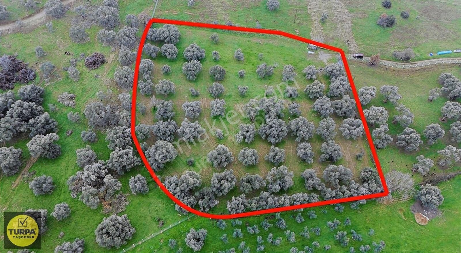 Ödemiş Gölcük (zeytinlik) Mah. 7631 M² Satılık Zeytinlik Tarla - Görsel 9