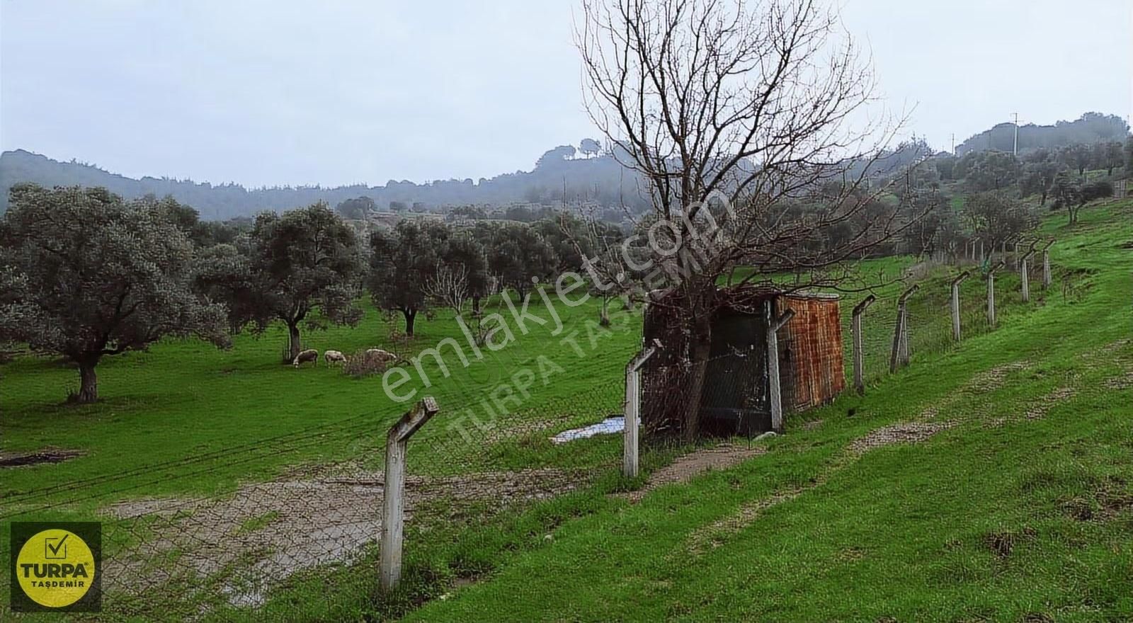 Ödemiş Gölcük (zeytinlik) Mah. 7631 M² Satılık Zeytinlik Tarla - Görsel 12