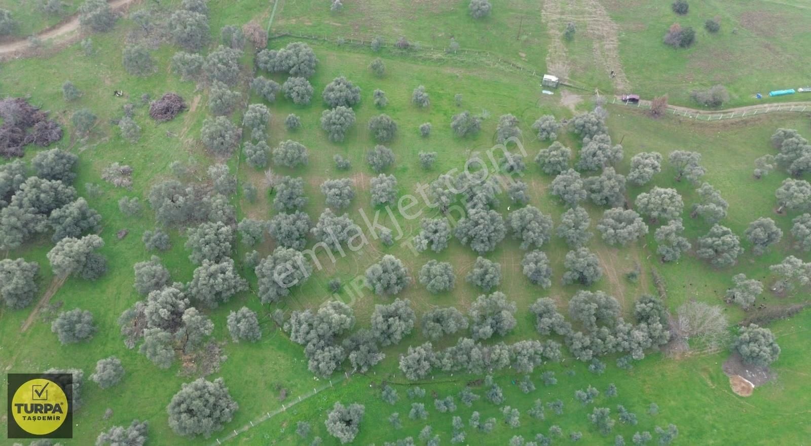 Ödemiş Gölcük (zeytinlik) Mah. 7631 M² Satılık Zeytinlik Tarla - Görsel 16