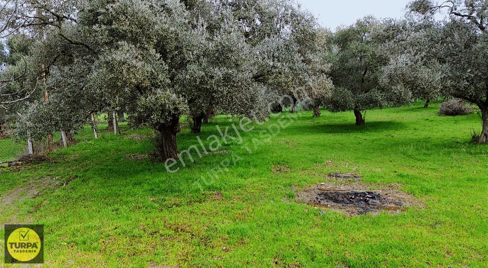 Ödemiş Gölcük (zeytinlik) Mah. 7631 M² Satılık Zeytinlik Tarla - Görsel 15