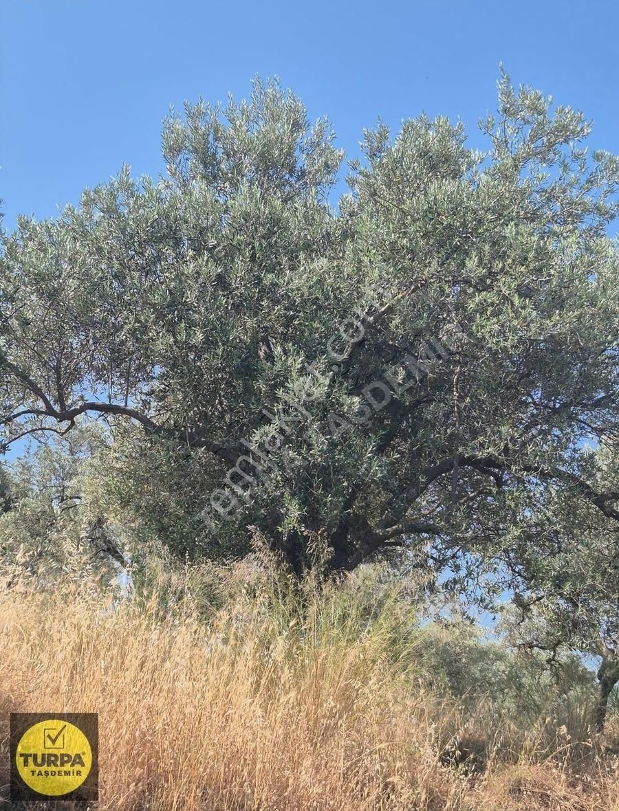 Turpa Taşdemirden Tire Küçükkale'de Satılık 22.559 M2 Zeytinlik - Görsel 27