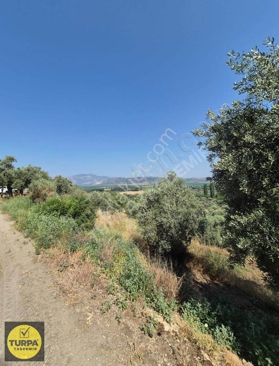 Turpa Taşdemirden Tire Küçükkale'de Satılık 22.559 M2 Zeytinlik - Görsel 5