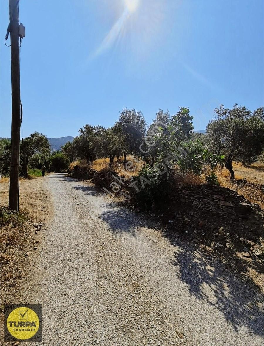 Turpa Taşdemirden Tire Küçükkale'de Satılık 22.559 M2 Zeytinlik - Görsel 14