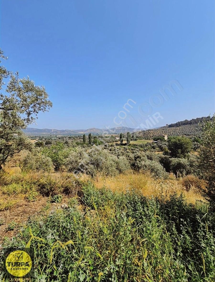 Turpa Taşdemirden Tire Küçükkale'de Satılık 22.559 M2 Zeytinlik - Görsel 15