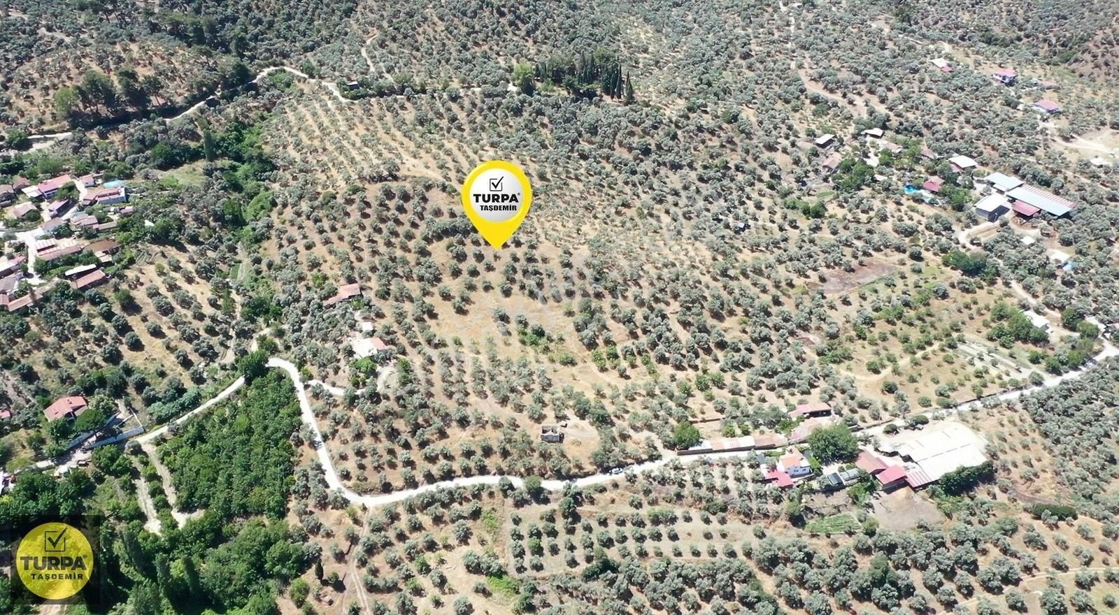 Turpa Taşdemirden Tire Küçükkale'de Satılık 22.559 M2 Zeytinlik - Görsel 4