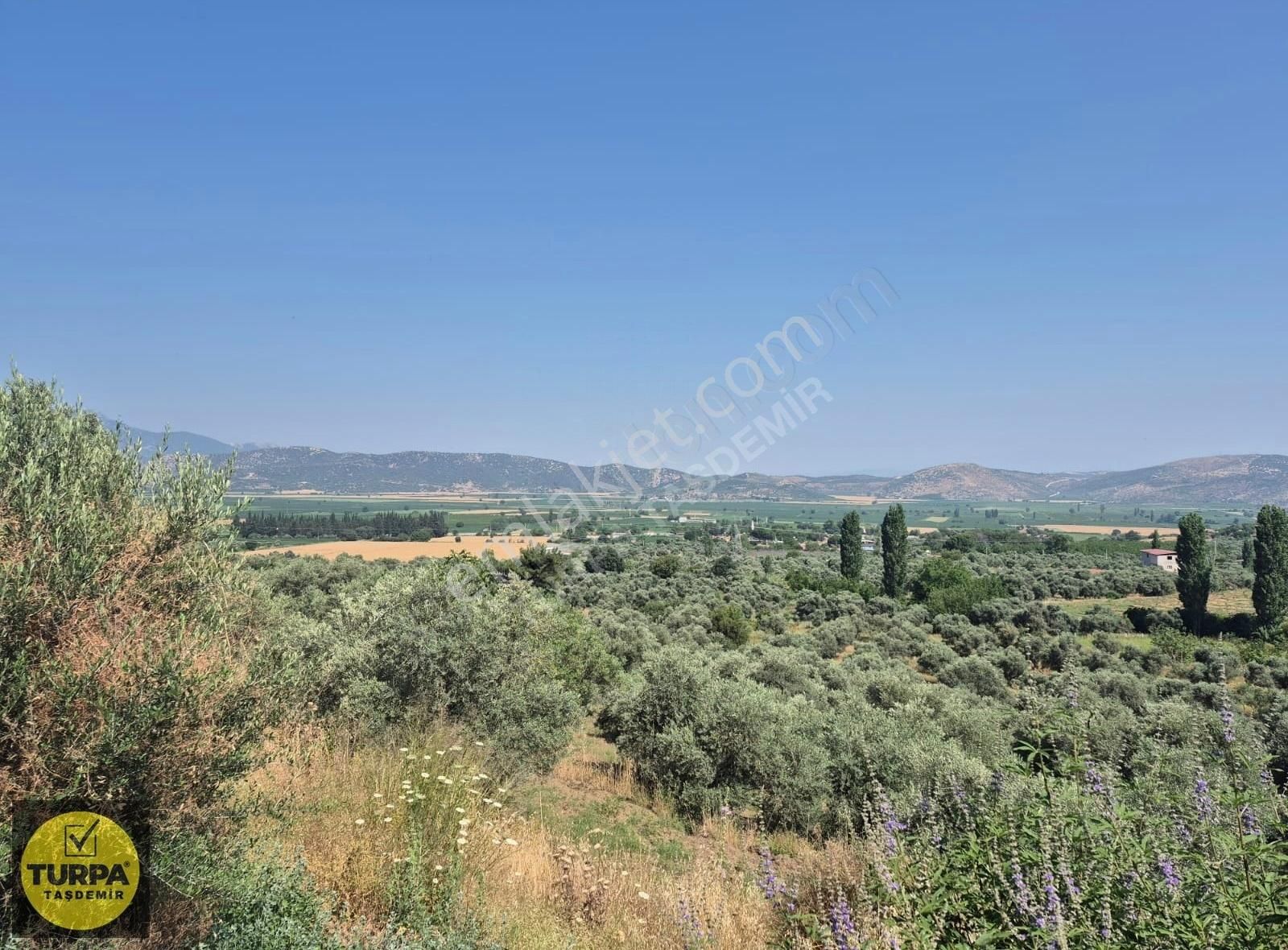 Turpa Taşdemirden Tire Küçükkale'de Satılık 22.559 M2 Zeytinlik - Görsel 20